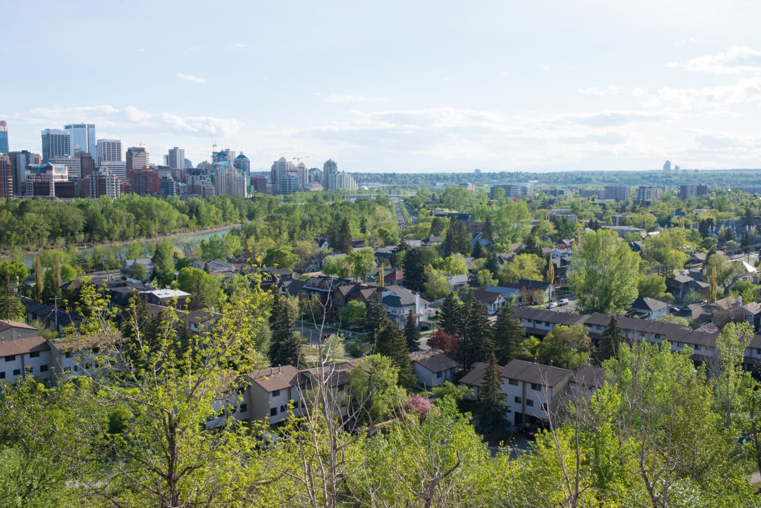 Tree lined Calgary residential streets with the downtown skyline in the distance on a clear summer day
